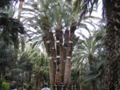 Imperial Palm Elche